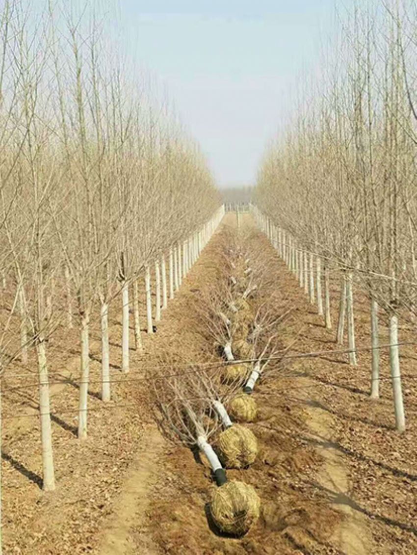 點擊查看詳細信息<br>標題：法桐 閱讀次數：3276